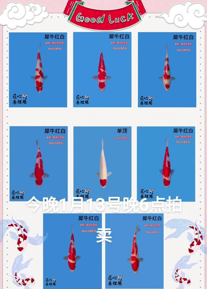芥子錦鯉圖片：《芥子錦鯉圖片》以細膩筆觸勾勒出東方美學意境