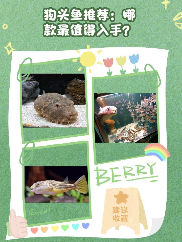 狗頭魚最好三種品種：狗頭魚、斑馬狗頭魚、毛毛狗頭魚、毛毛狗頭魚和毛毛狗頭魚
