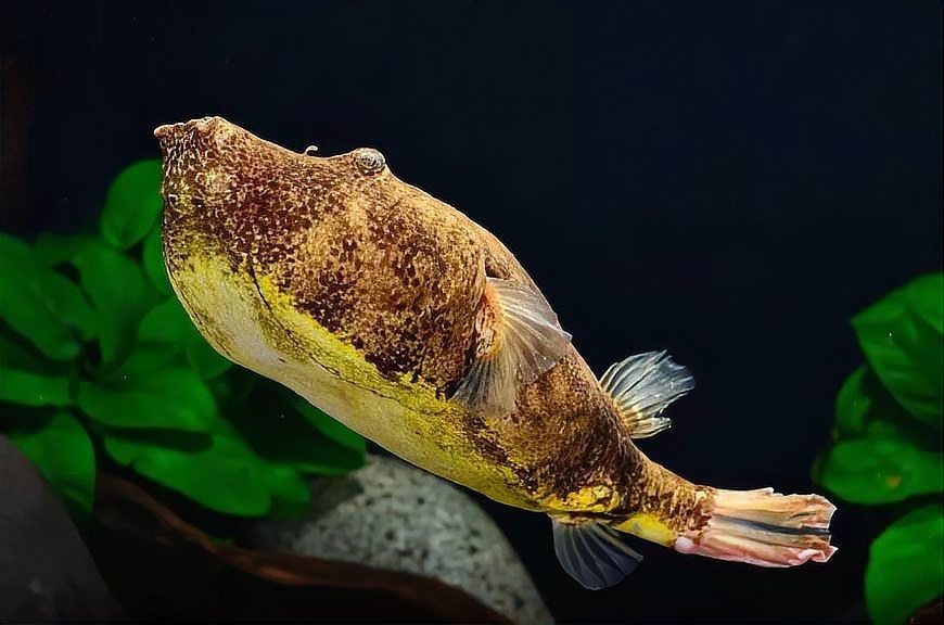 狗頭魚最好三種品種：狗頭魚、斑馬狗頭魚、毛毛狗頭魚、毛毛狗頭魚和毛毛狗頭魚