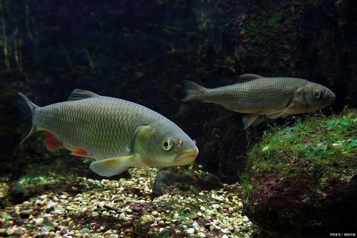 狗頭魚最好三種品種：狗頭魚、斑馬狗頭魚、毛毛狗頭魚、毛毛狗頭魚和毛毛狗頭魚