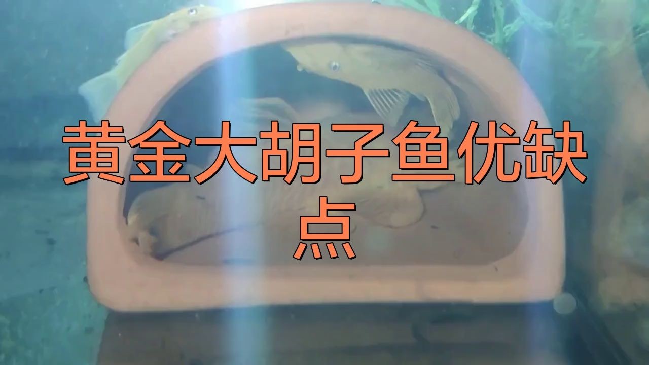 金苔鼠和黃金胡子哪個好：金苔鼠與黃金胡子的區別