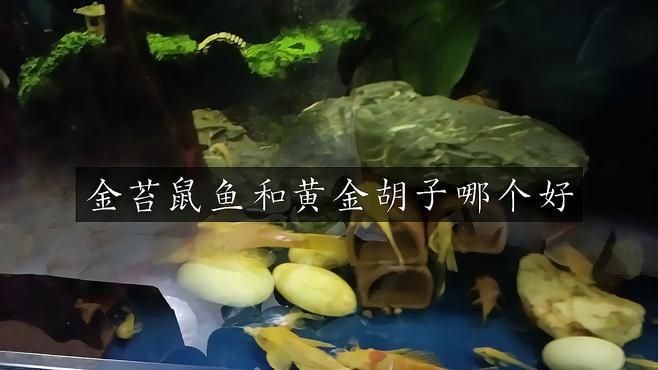 金苔鼠和黃金胡子哪個好：金苔鼠與黃金胡子的區別