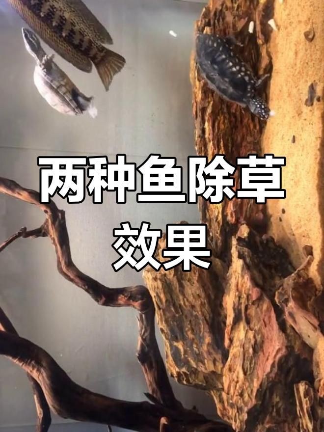 金苔鼠和黃金胡子哪個好：金苔鼠與黃金胡子的區別