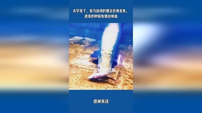 巨骨舌魚(yú)進(jìn)食血霧是什么原因：巨骨舌魚(yú)(arapaimagigas)