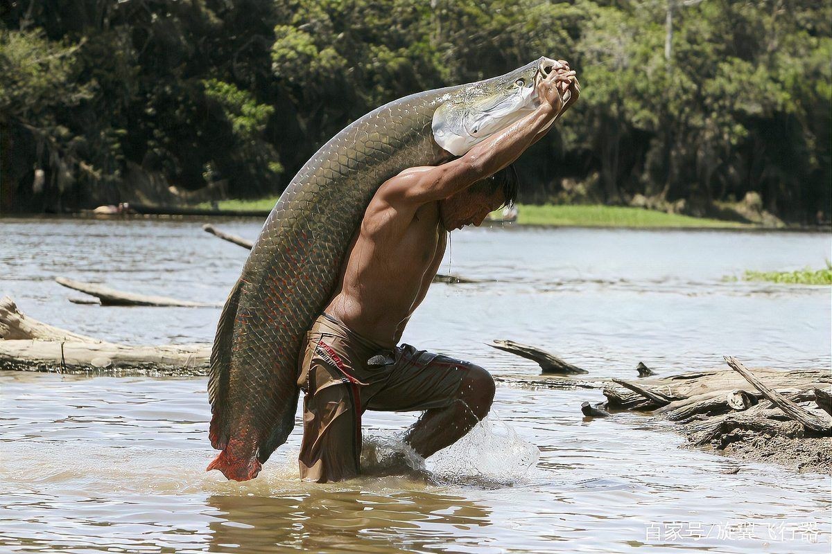 巨骨舌魚(yú)進(jìn)食血霧是什么原因：巨骨舌魚(yú)(arapaimagigas)