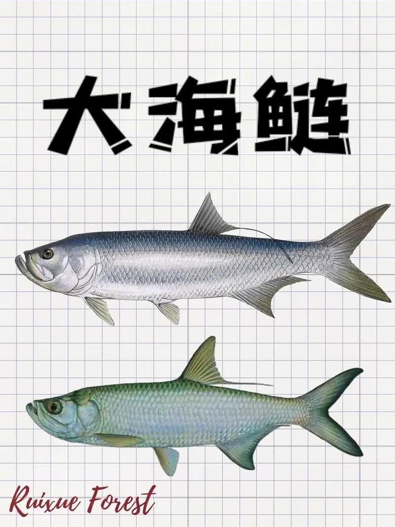 海鰱魚圖片：“海鰱魚圖片”展開聚焦于這一海洋生物的獨(dú)特形態(tài)與生態(tài)特征
