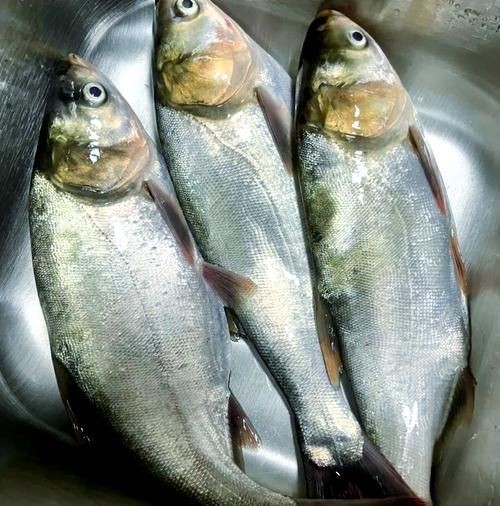 海鰱魚圖片：“海鰱魚圖片”展開聚焦于這一海洋生物的獨(dú)特形態(tài)與生態(tài)特征