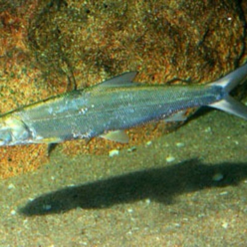 海鰱魚圖片：“海鰱魚圖片”展開聚焦于這一海洋生物的獨(dú)特形態(tài)與生態(tài)特征