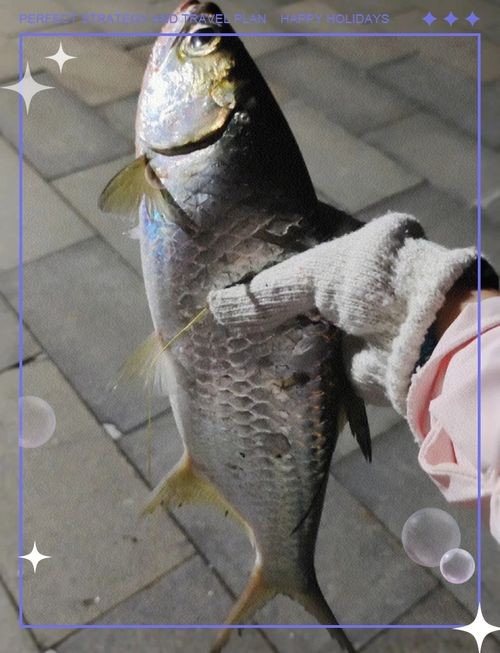 海鰱魚圖片：“海鰱魚圖片”展開聚焦于這一海洋生物的獨(dú)特形態(tài)與生態(tài)特征