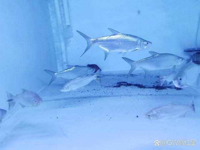 海鰱魚圖片：“海鰱魚圖片”展開聚焦于這一海洋生物的獨(dú)特形態(tài)與生態(tài)特征