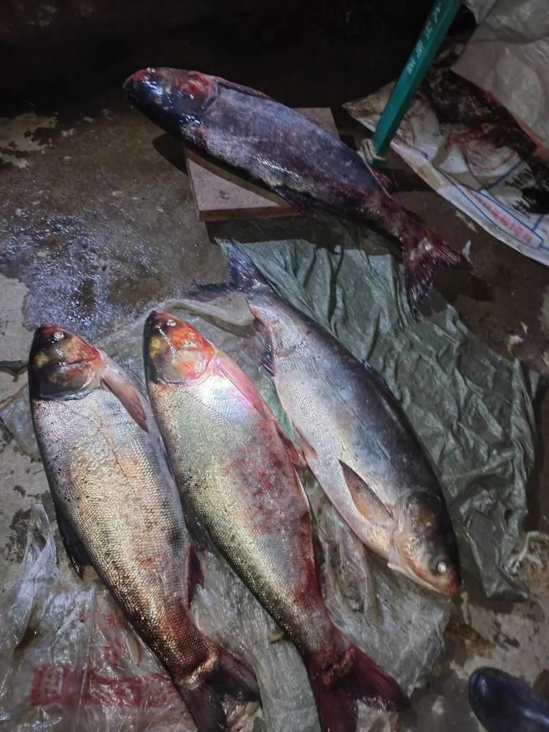 海鰱魚圖片：“海鰱魚圖片”展開聚焦于這一海洋生物的獨(dú)特形態(tài)與生態(tài)特征