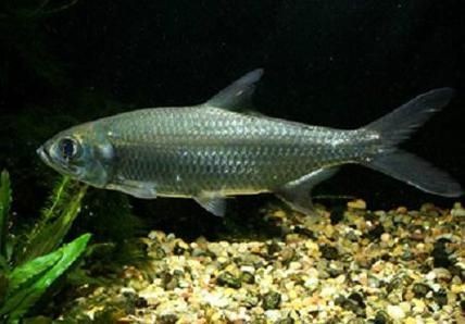 海鰱魚圖片：“海鰱魚圖片”展開聚焦于這一海洋生物的獨(dú)特形態(tài)與生態(tài)特征
