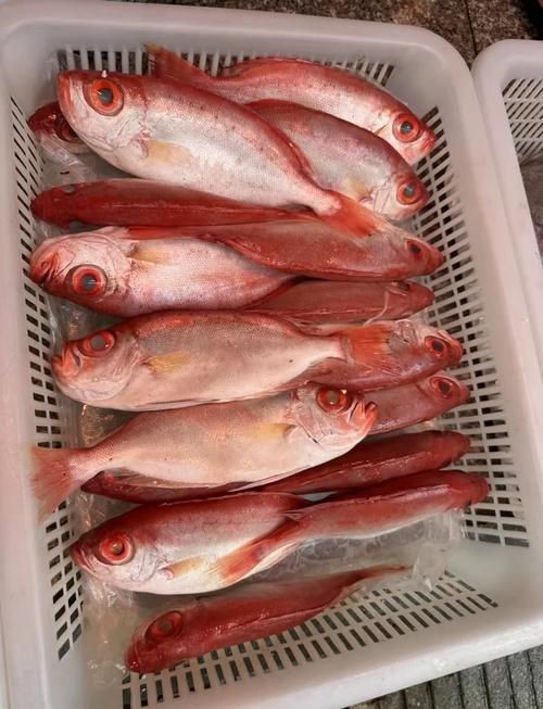 海鰱魚圖片：“海鰱魚圖片”展開聚焦于這一海洋生物的獨(dú)特形態(tài)與生態(tài)特征
