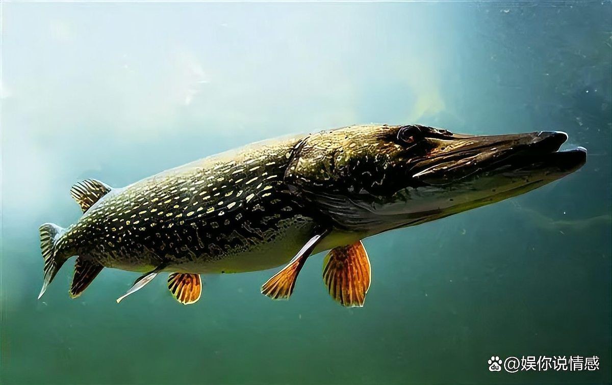 狗魚名字的由來：狗魚為什么叫狗魚