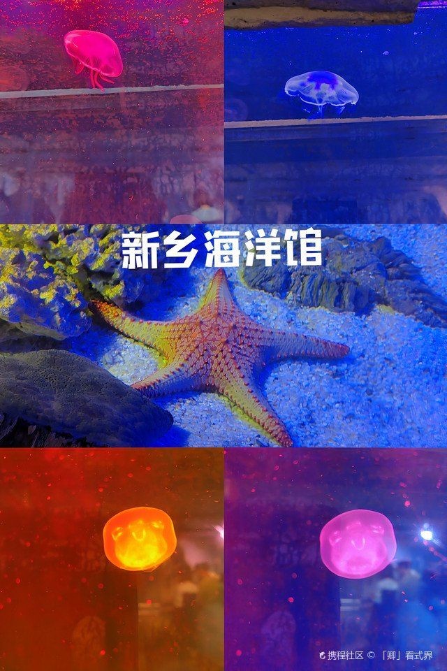 新鄉(xiāng)水族館：探秘新鄉(xiāng)水族館
