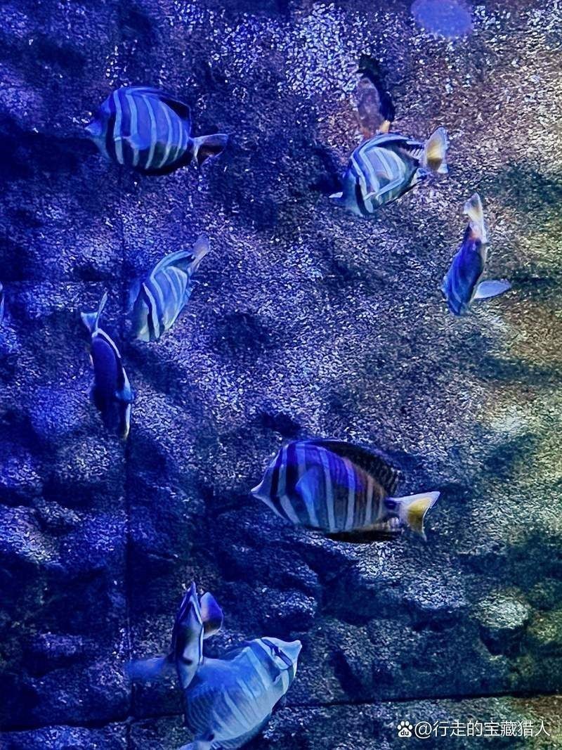 新鄉(xiāng)水族館：探秘新鄉(xiāng)水族館