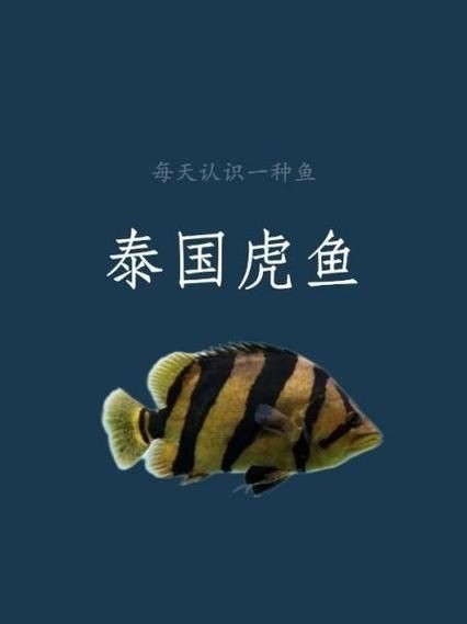金虎魚圖片及價格：金虎魚價格、品種特征及飼養要點