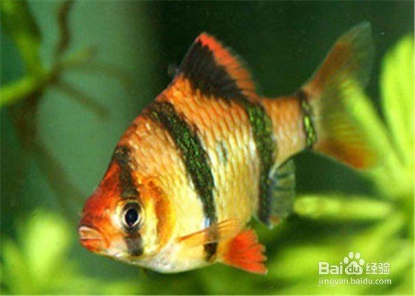 金虎魚圖片及價格：金虎魚價格、品種特征及飼養要點