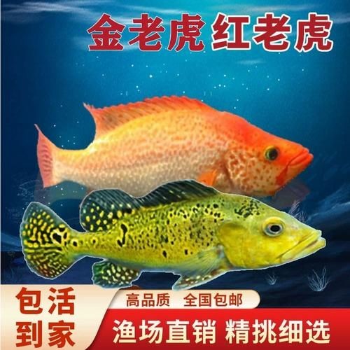 金虎魚圖片及價格：金虎魚價格、品種特征及飼養要點