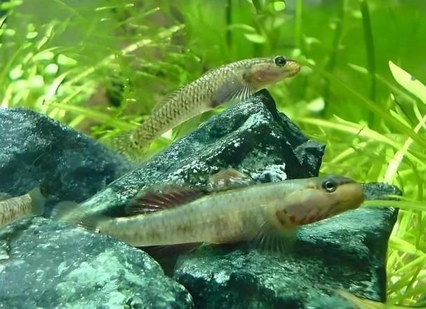 金虎魚圖片及價格：金虎魚價格、品種特征及飼養要點