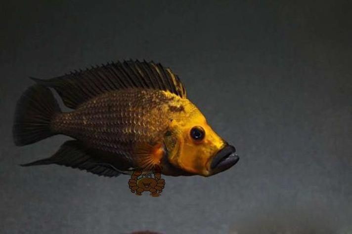 金虎魚圖片及價格：金虎魚價格、品種特征及飼養要點