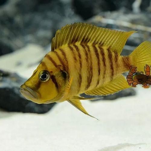金虎魚圖片及價格：金虎魚價格、品種特征及飼養要點