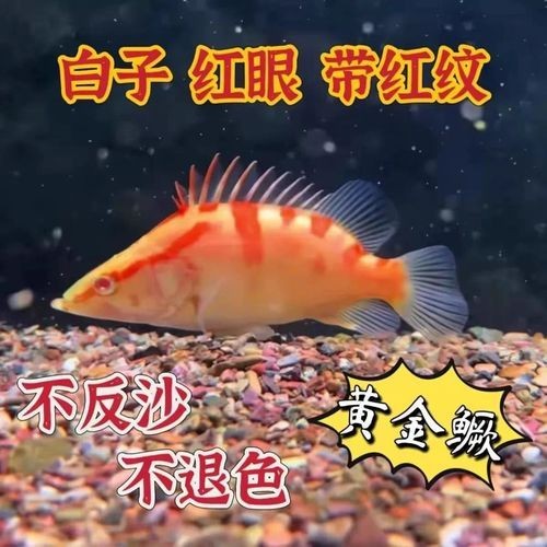 金虎魚圖片及價格：金虎魚價格、品種特征及飼養要點
