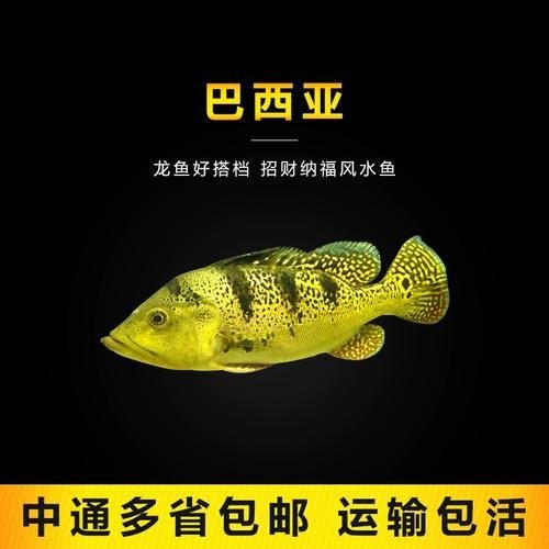 金虎魚圖片及價格：金虎魚價格、品種特征及飼養要點