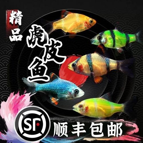 金虎魚圖片及價格：金虎魚價格、品種特征及飼養要點
