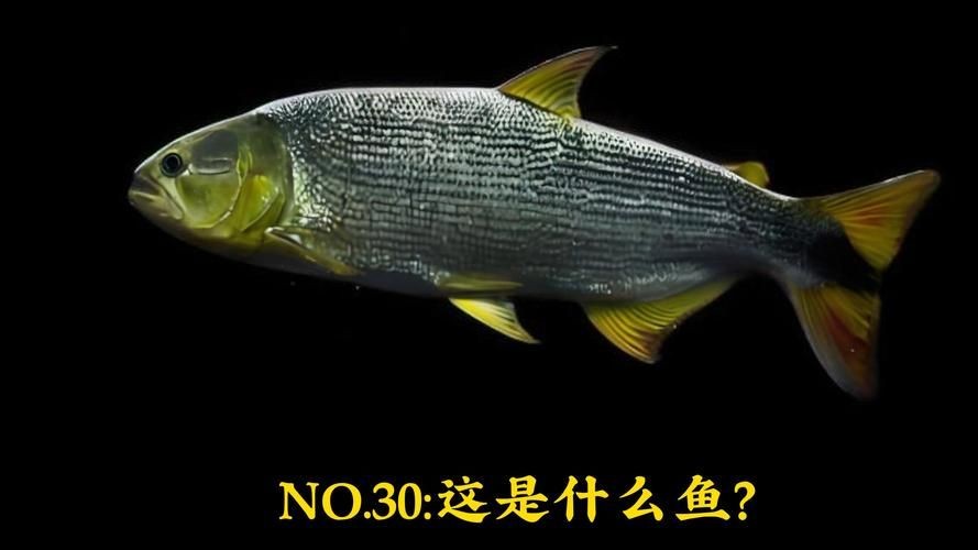 金虎魚圖片及價格：金虎魚價格、品種特征及飼養要點