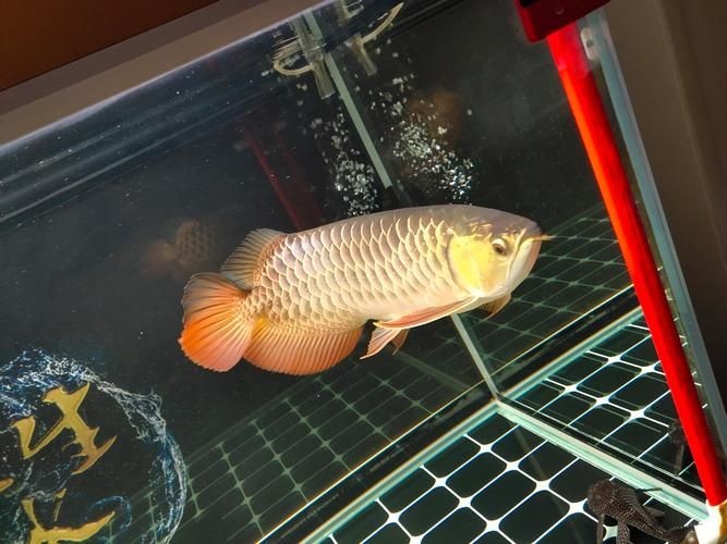 金虎魚圖片及價格：金虎魚價格、品種特征及飼養要點