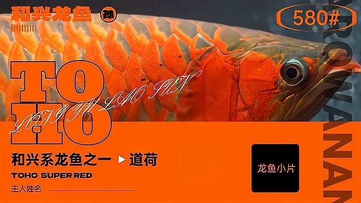 和興龍魚(yú)怎么樣：北京和興龍魚(yú)銷售中心