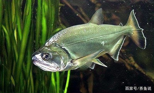 巨暴魚能長多大：巨暴魚在人類文化中占據(jù)特殊位置 巨暴魚能長多大：巨暴魚在人類文化中占據(jù)特殊位置 龍魚百科 第12張