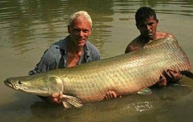 巨暴魚能長多大：巨暴魚在人類文化中占據(jù)特殊位置 巨暴魚能長多大：巨暴魚在人類文化中占據(jù)特殊位置 龍魚百科 第8張