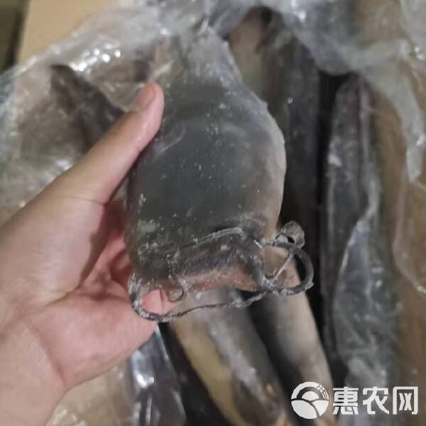 廣東埃及魚批發到哪里：埃及塘廣東埃及塘角魚批發
