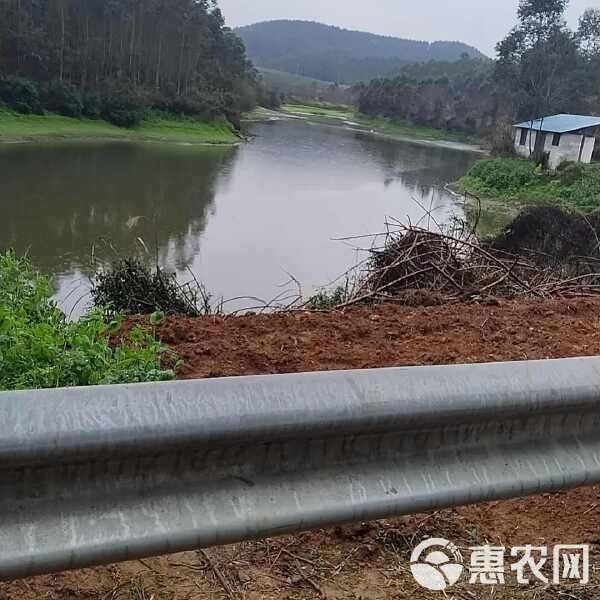 廣東埃及魚批發到哪里：埃及塘廣東埃及塘角魚批發