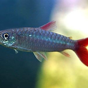 和紅尾平克很像的魚:與紅尾平克(chalceusmacrolepidotus)外形相似的魚類 龍魚論壇 第1張 和紅尾平克很像的魚:與紅尾平克(chalceusmacrolepidotus)外形相似的魚類 和紅尾平克很像的魚:與紅尾平克(chalceusmacrolepidotus)外形相似的魚類 龍魚論壇 第1張