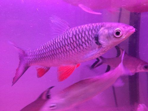 和紅尾平克很像的魚:與紅尾平克(chalceusmacrolepidotus)外形相似的魚類 龍魚論壇 第9張 和紅尾平克很像的魚:與紅尾平克(chalceusmacrolepidotus)外形相似的魚類 和紅尾平克很像的魚:與紅尾平克(chalceusmacrolepidotus)外形相似的魚類 龍魚論壇 第9張