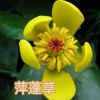 和紅尾平克很像的魚:與紅尾平克(chalceusmacrolepidotus)外形相似的魚類 龍魚論壇 第8張 和紅尾平克很像的魚:與紅尾平克(chalceusmacrolepidotus)外形相似的魚類 和紅尾平克很像的魚:與紅尾平克(chalceusmacrolepidotus)外形相似的魚類 龍魚論壇 第8張