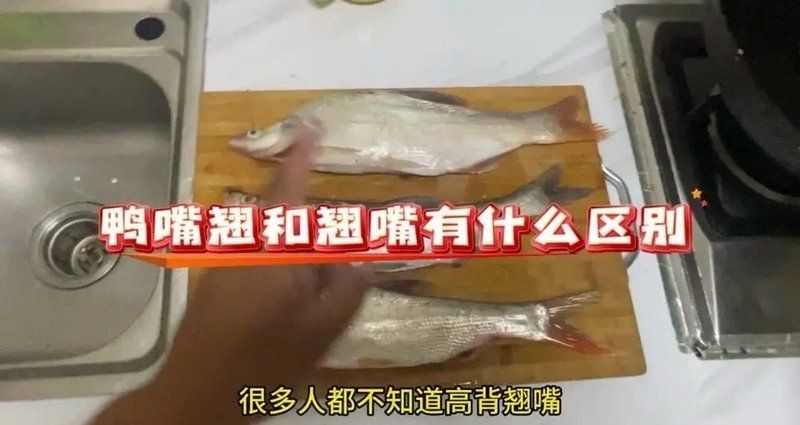 和紅尾平克很像的魚:與紅尾平克(chalceusmacrolepidotus)外形相似的魚類 龍魚論壇 第5張 和紅尾平克很像的魚:與紅尾平克(chalceusmacrolepidotus)外形相似的魚類 和紅尾平克很像的魚:與紅尾平克(chalceusmacrolepidotus)外形相似的魚類 龍魚論壇 第5張