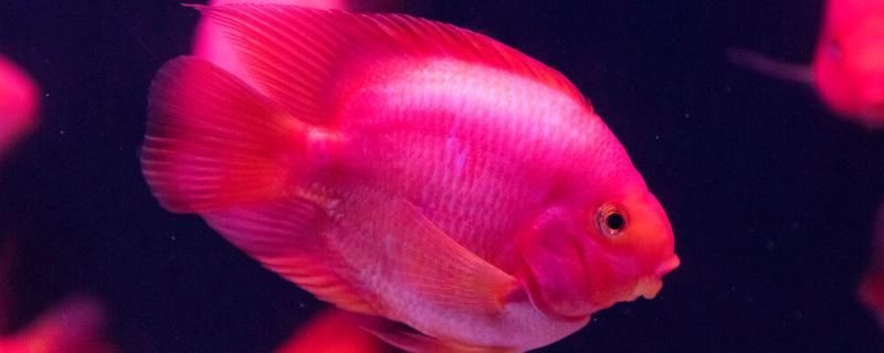 金元寶魚最忌三種魚：關于金元寶魚混養的詳細指南