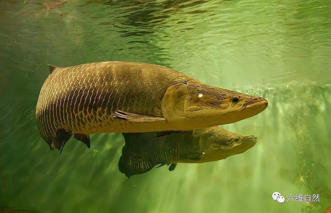 巨骨舌魚吃食人魚嗎：巨骨舌魚與食人魚之間的關系