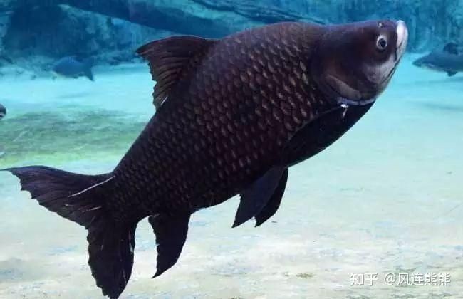 有哪些紅龍魚疾病是致命的，紅龍魚的致命疾病