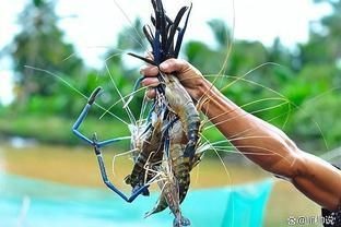 巨暹羅鯉：巨暹羅鯉體型碩大且外形獨特而備受關注，體型碩大且外形獨特而備受關注