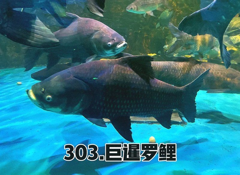 魚有寄生蟲會自愈嗎，如何判斷魚缸中是否存在寄生蟲？