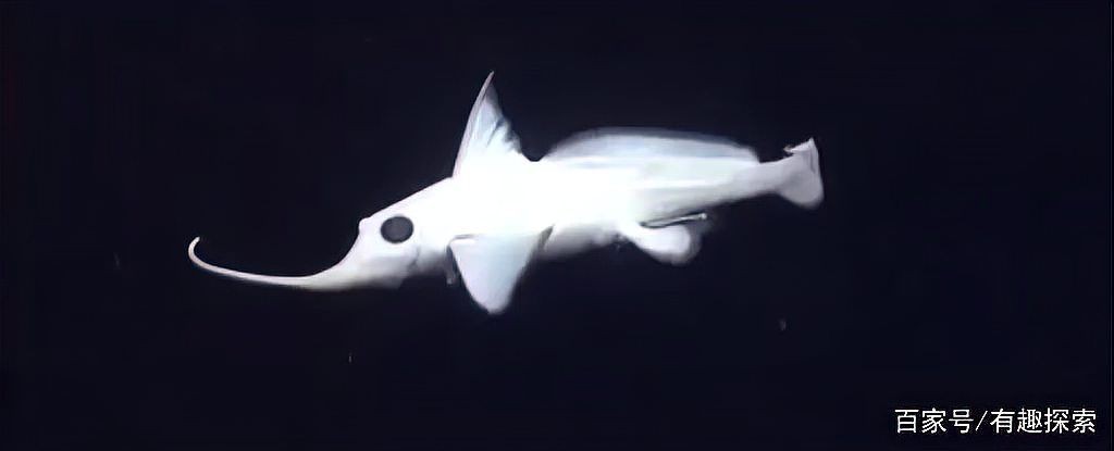 海里鼻子很長的魚叫什么魚：哪些長鼻魚具有食用價值？