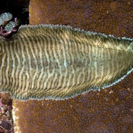 海里鼻子很長的魚叫什么魚：哪些長鼻魚具有食用價值？