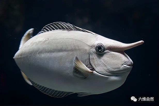 海里鼻子很長的魚叫什么魚：哪些長鼻魚具有食用價值？