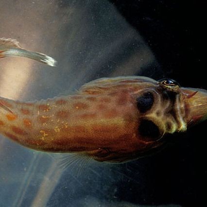 海里鼻子很長的魚叫什么魚：哪些長鼻魚具有食用價值？