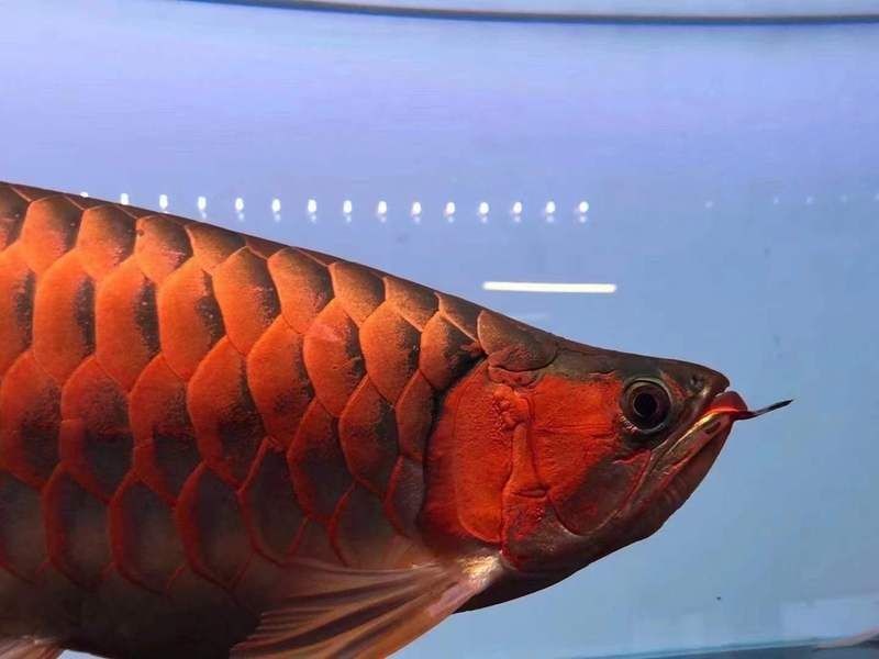 恩施土家族苗族自治州魚缸維護：恩施土家族苗族自治州公路部門厲兵秣馬全面?zhèn)鋺?zhàn)國評